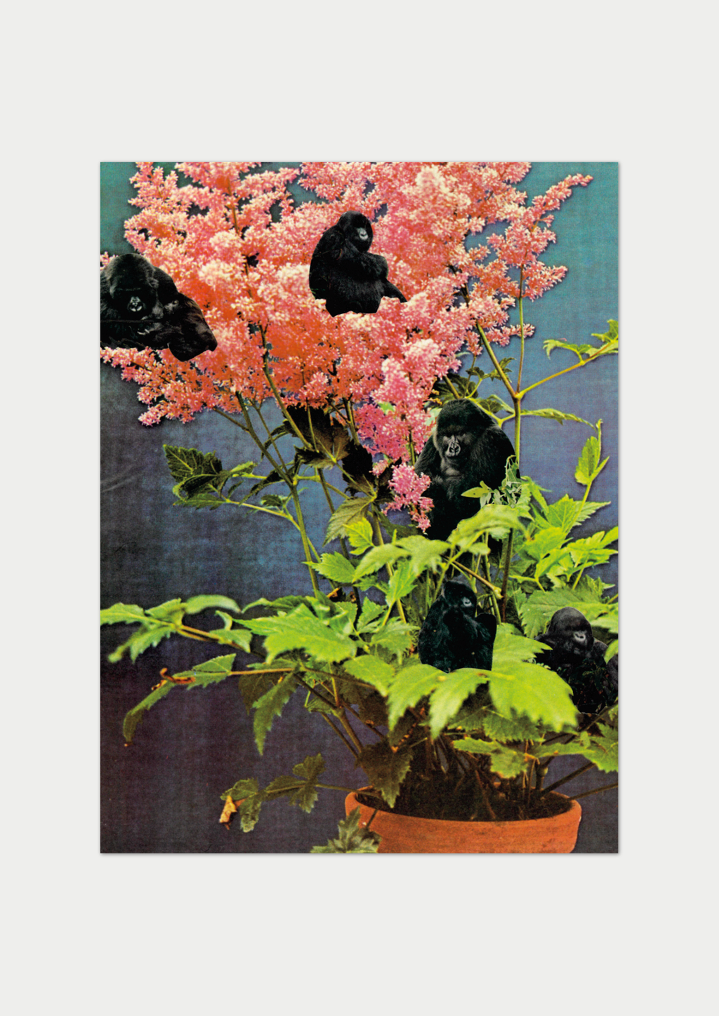 Monkey flower community, Art print